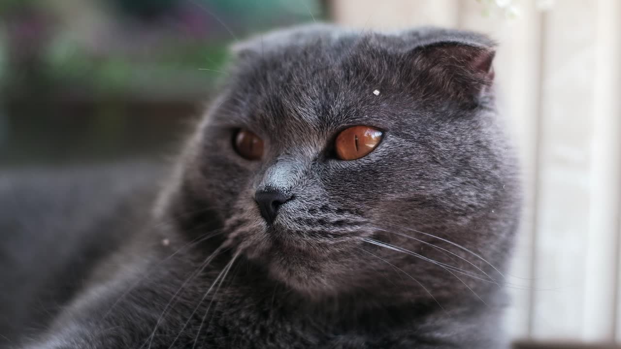 Close up of a grey Scottish Fold cat with orange eyes lying in the garden