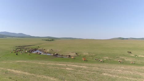 herd of cows in a green field with mountains in the background