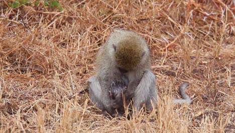 Eine-Pavianmutter-Stillt-Ihr-Baby-Auf-Der-Serengeti-Tansania-Afrika-Safari