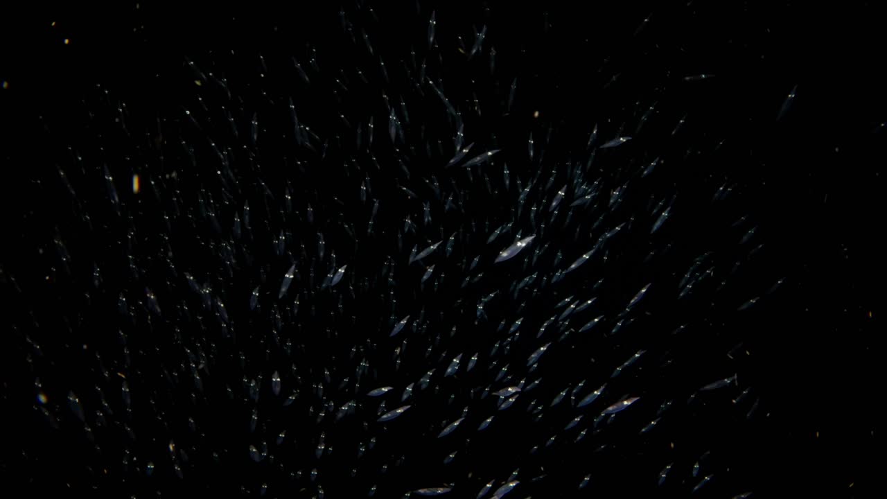 해안 오징어 한 무리가 카메라를 향해 헤엄쳐 가는 클로즈업