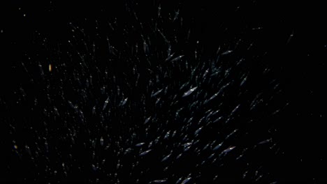 primer plano de un escuadrón de calamares costeros nadando hacia la cámara, luego lejos