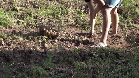 person pick up fresh potatoes and throw into