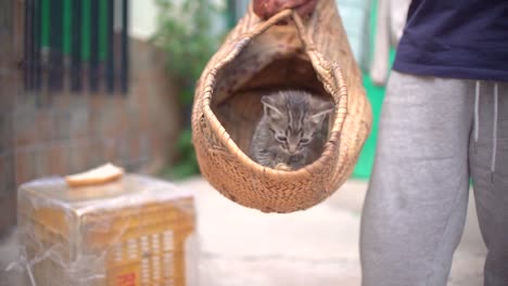 cute small baby cats litter at basket learning to walk outdoors