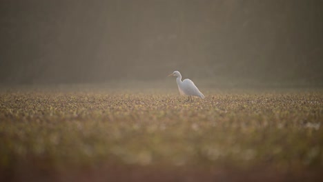 Reiher-Im-Feuchtgebiet-An-Einem-Nebligen-Morgen