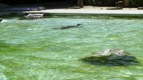 focas nadando en agua clara en el zoológico bajo la luz del sol