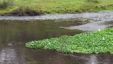 Eine-Masse-Von-Wasserhyazinthen-In-Einem-Fluss-In-Nepal