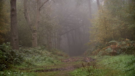 path through autumn woodland on a misty morning