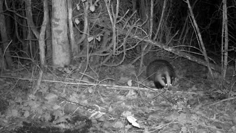 european badger (meles meles) walking in the forest at night. estonia.