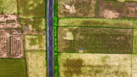 People-at-work-in-rice-fields,-Indonesia