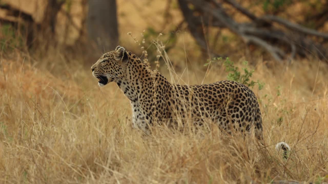 plano general de un leopardo parado en las praderas secas de khwai, botswana