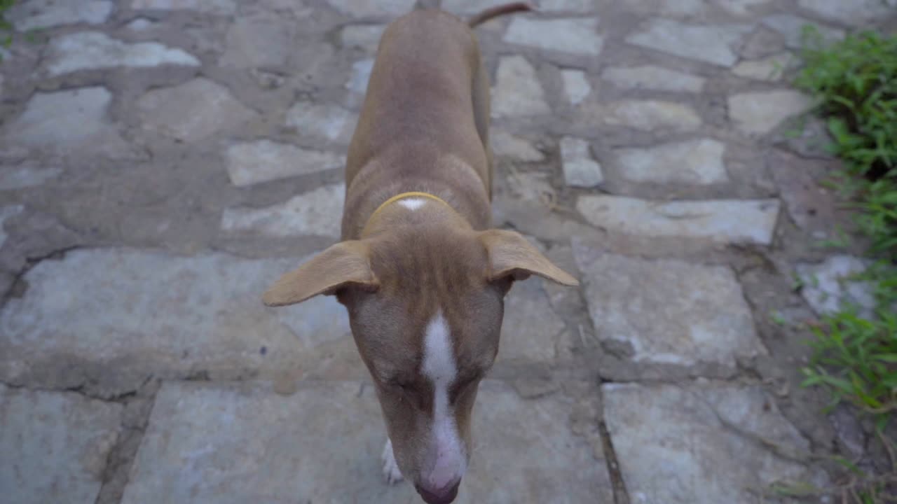 dog close up wide shot slow motion