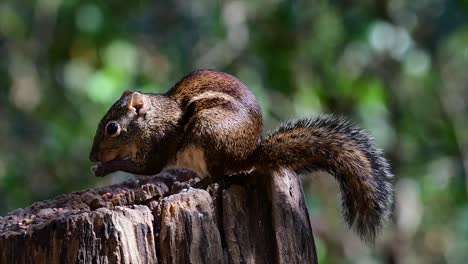 the indochinese ground squirrel is commonly found in thailand just about anywhere it can thrive