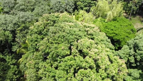 flying over huge mango trees in the south hawaii island jungle