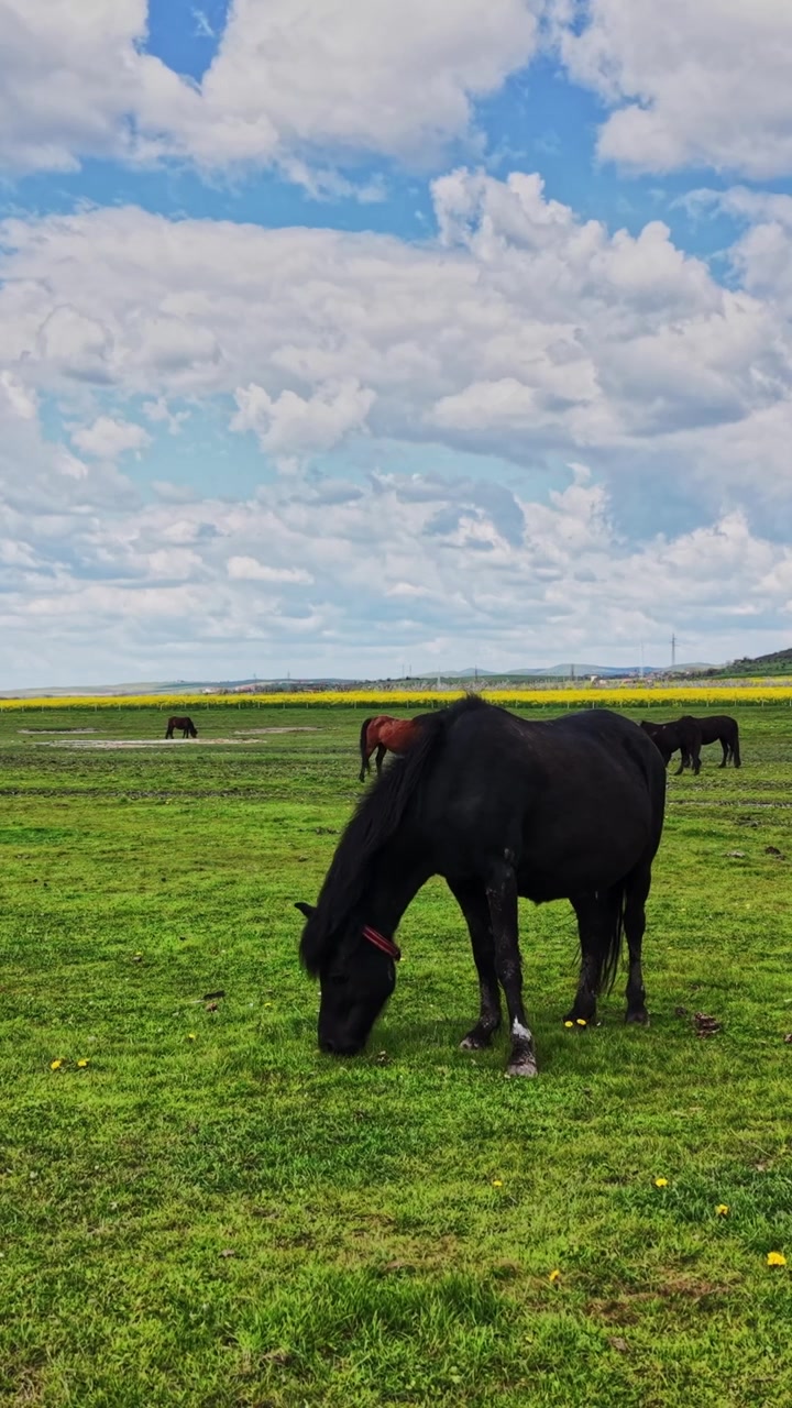 Cavalli pascolano nel campo verde sotto un cielo blu con nuvole.