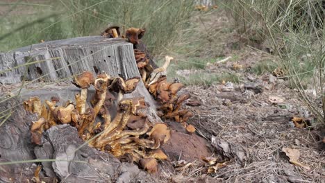mushrooms growing on a tree stump in a forest with greenery surrounding it