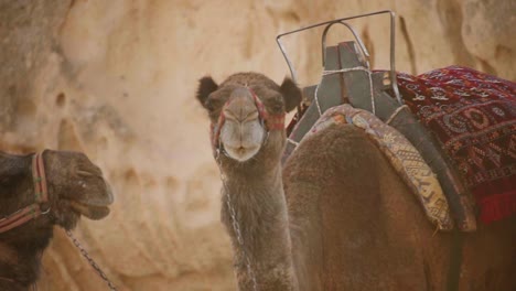 camel ride service across cappadocia desert and rock formations in central turkey