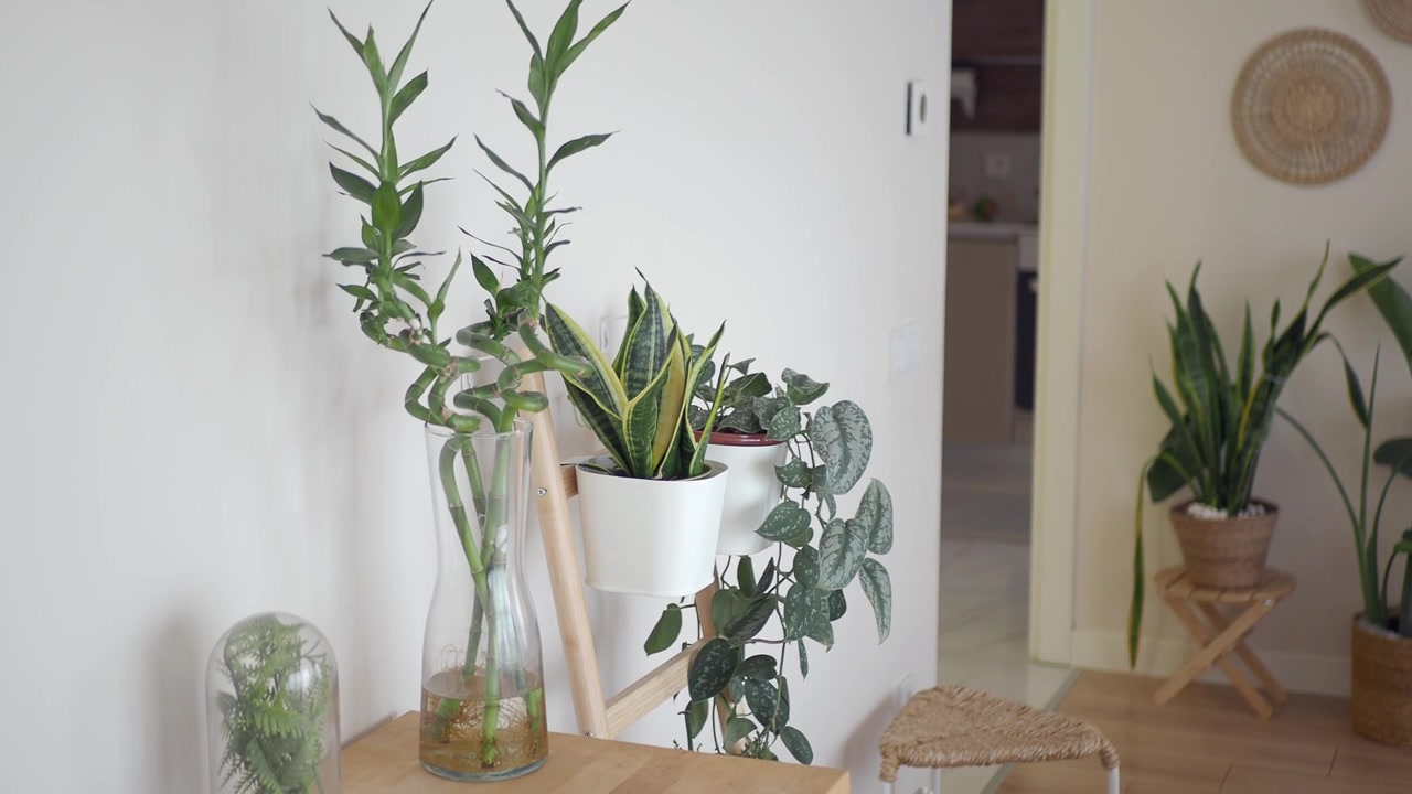 Collezione di piante verdi d'appartamento in un interno moderno e luminoso.