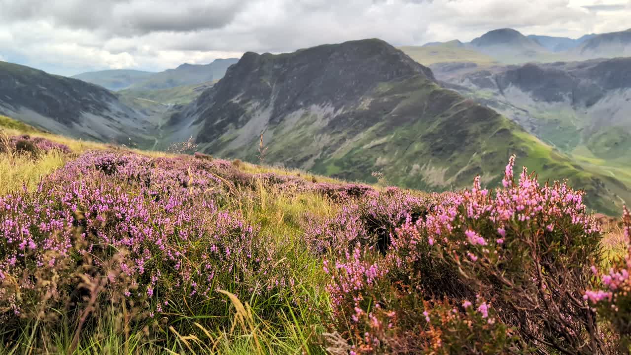 Lake District National Park, fleetwith pike surrounding Buttermere, majestic mountain peaks, purple heather, and the valley landscape