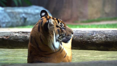 exotic wildlife species, sumatra tiger with distinctive white spot on ears known as false eyes, soaking in the water, hanging on to tree bar, critically endangered species due to habitat loss