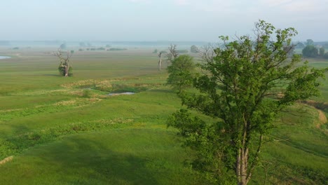 Vorbei-An-Einer-Alten-Eiche,-Um-Auf-Einer-Wiese-Im-Frühen-Morgennebel-Mehr-Zu-Enthüllen