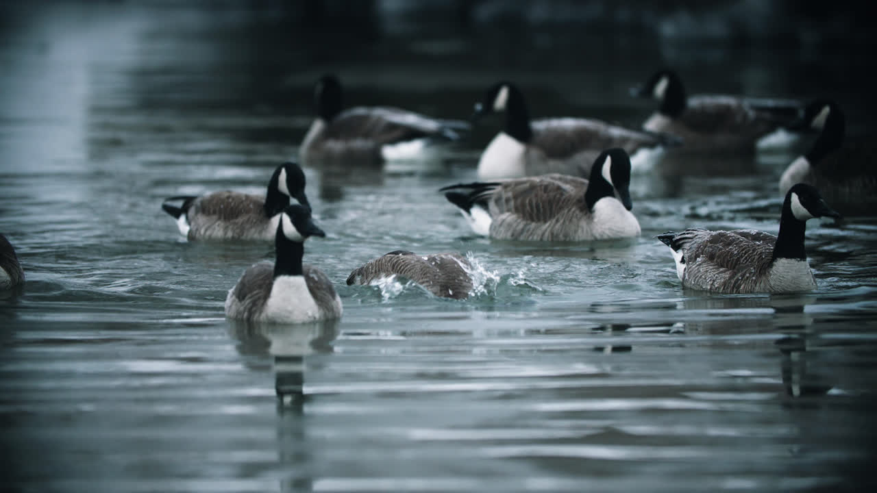 bandada de gansos canadienses salvajes bañándose y chapoteando en aguas tranquilas del lago