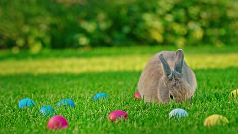 easter bunny in a garden