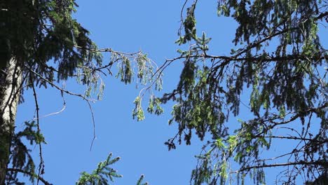 Büsche-Von-Kiefern,-Die-Im-Wind-Zittern,-Blauer-Himmel