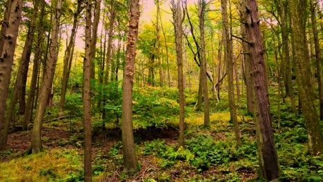 Beautiful-smooth-autumnal-forest-video-in-the-Appalachian-mountains-with-tall-trees-and-golden-light-on-a-beautiful-day