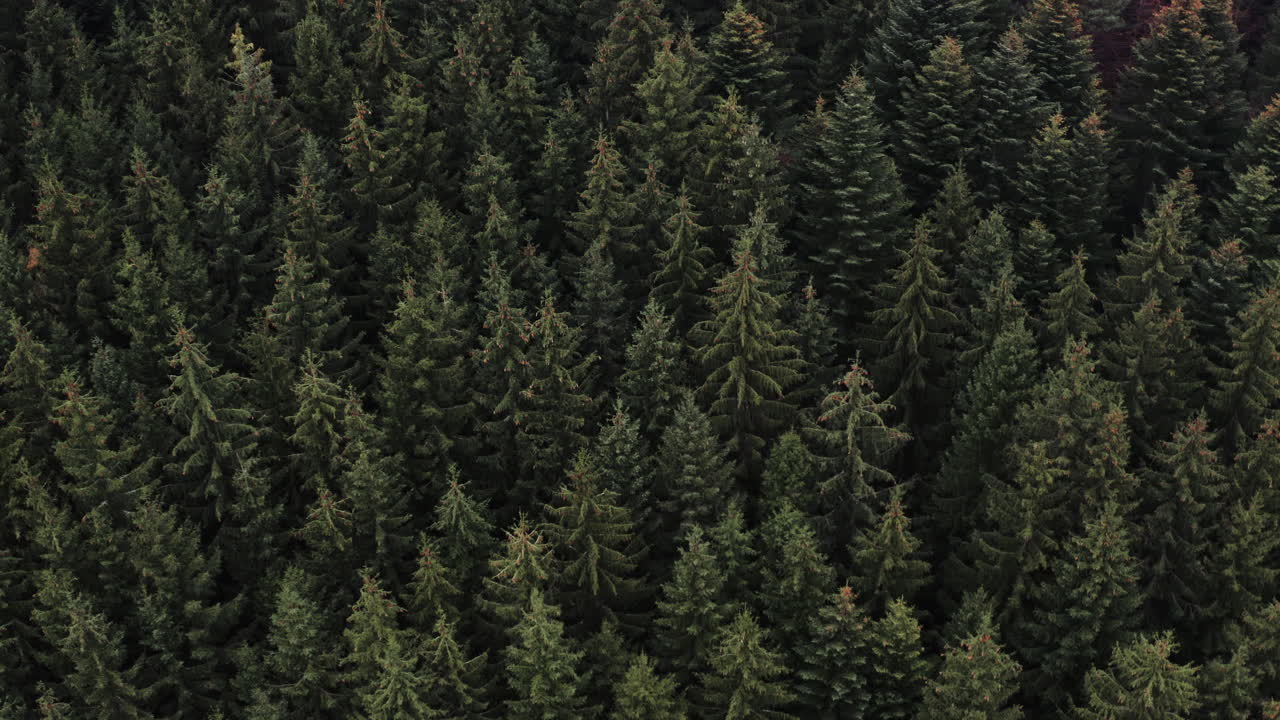 Aerial Shot Of Conifer Trees In A Beautiful Alpine Forest Landscape, Breathtaking Nature Scene