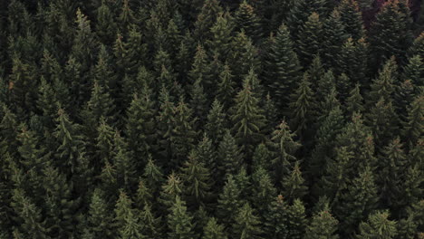 aerial shot of conifer trees in a beautiful alpine forest landscape, breathtaking nature scene