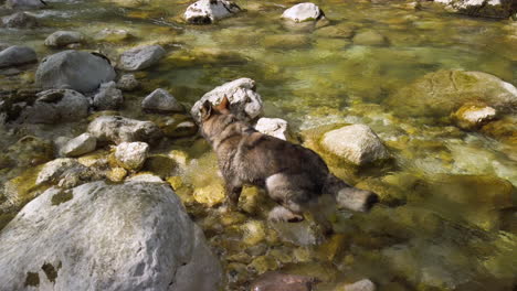 Deutscher-Schäferhund,-Der-Versucht,-Einen-Stein-Im-Fluss-Zu-Holen-–-Gimbal-Aufnahme