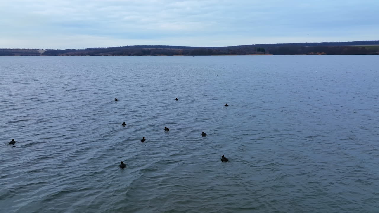Flock of black aquatic birds with white beaks on the river. Circle movement over the water. Autumn forest bank at backdrop.