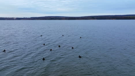 flock of black aquatic birds with white beaks on the river. circle movement over the water. autumn forest bank at backdrop.