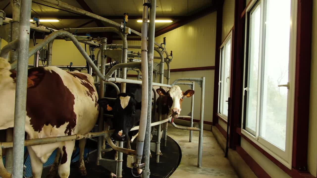 Inquadratura di mucche nel sistema di mungitura.