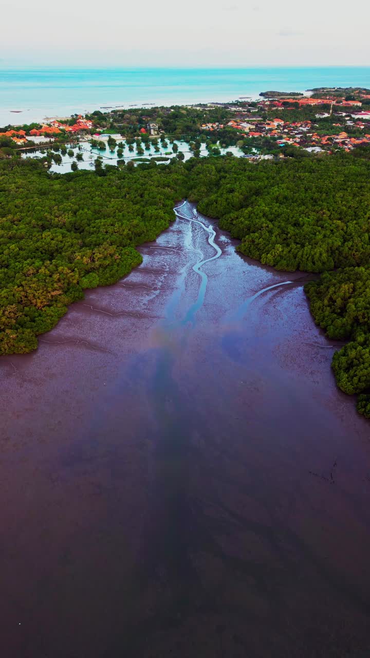 Vertical drone footage reveals Bali mangrove forest with lush greenery muddy swamps and peaceful river channels creating a tropical wetland scene filled with biodiversity exotic plants