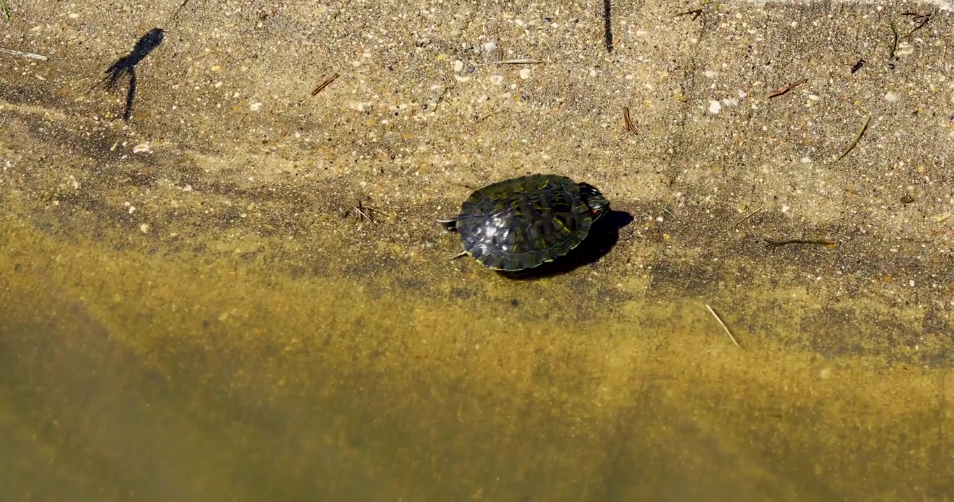 Videotracking van een jonge roodwangschildpad (Trachemys scripta elegans) die stroomafwaarts zwemt