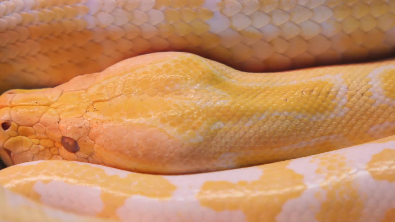 Close-up of an Albino Python's Head and Coiled Body