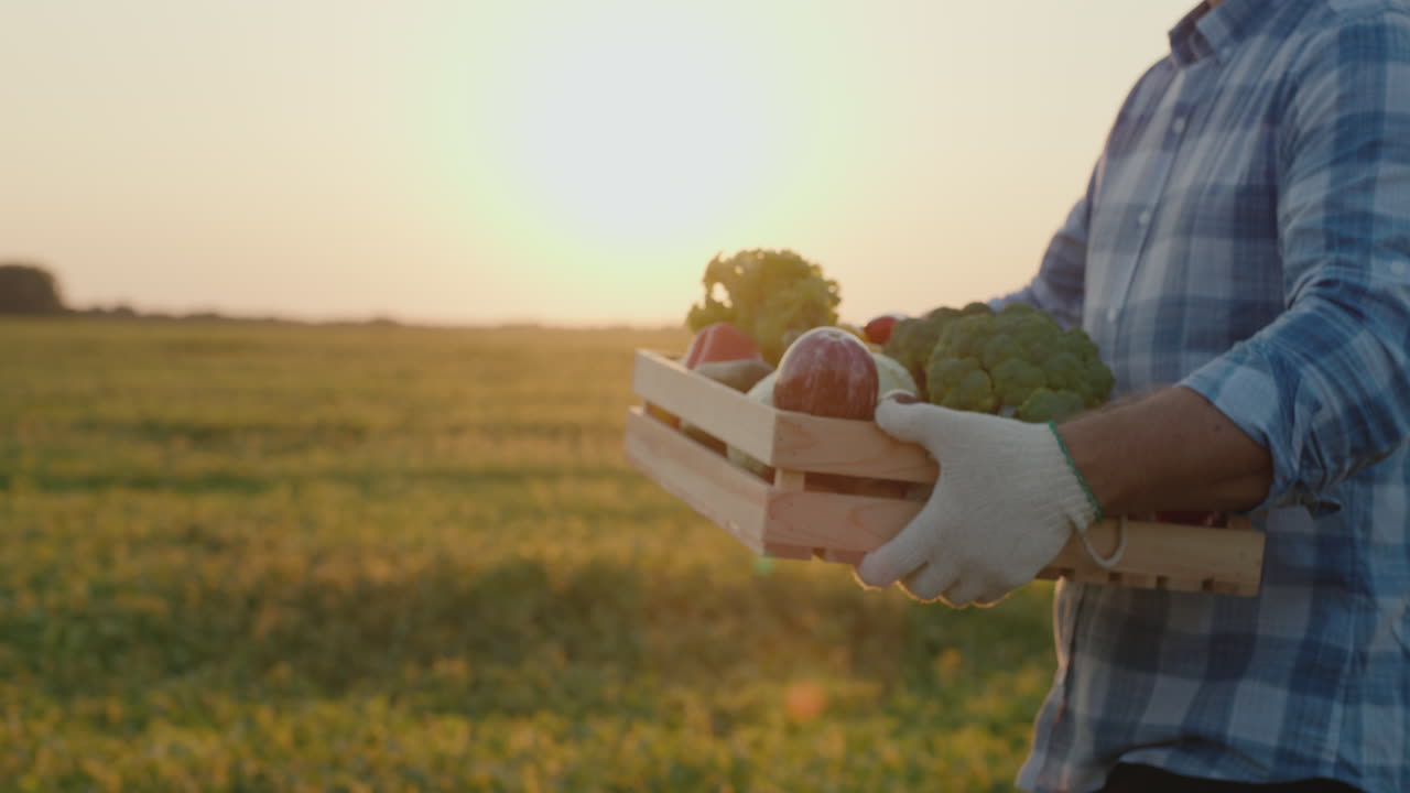 농부는 밭에서 신선한 채소 상자를 나른다 3