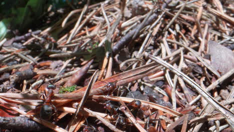 Macro-close-up-of-anthill-between-falling-branches-after-strong-stormy-rain---Reconstruction-during-sunny-day