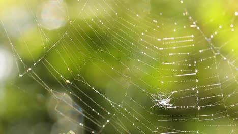 Regentropfen-Auf-Dem-Spinnennetz.-Spinnweben-In-Kleinen-Regentropfen.