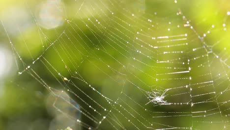 raindrops on the spider web. cobwebs in small drops of rain.