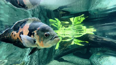 Close-up-shot-of-a-tiger-oscar,-astronotus-ocellatus-swimming-freely-under-freshwater-aquarium,-gasping-for-breath-by-open-and-close-its-mouth-frequently-at-Singapore-river-safari,-mandai-zoo