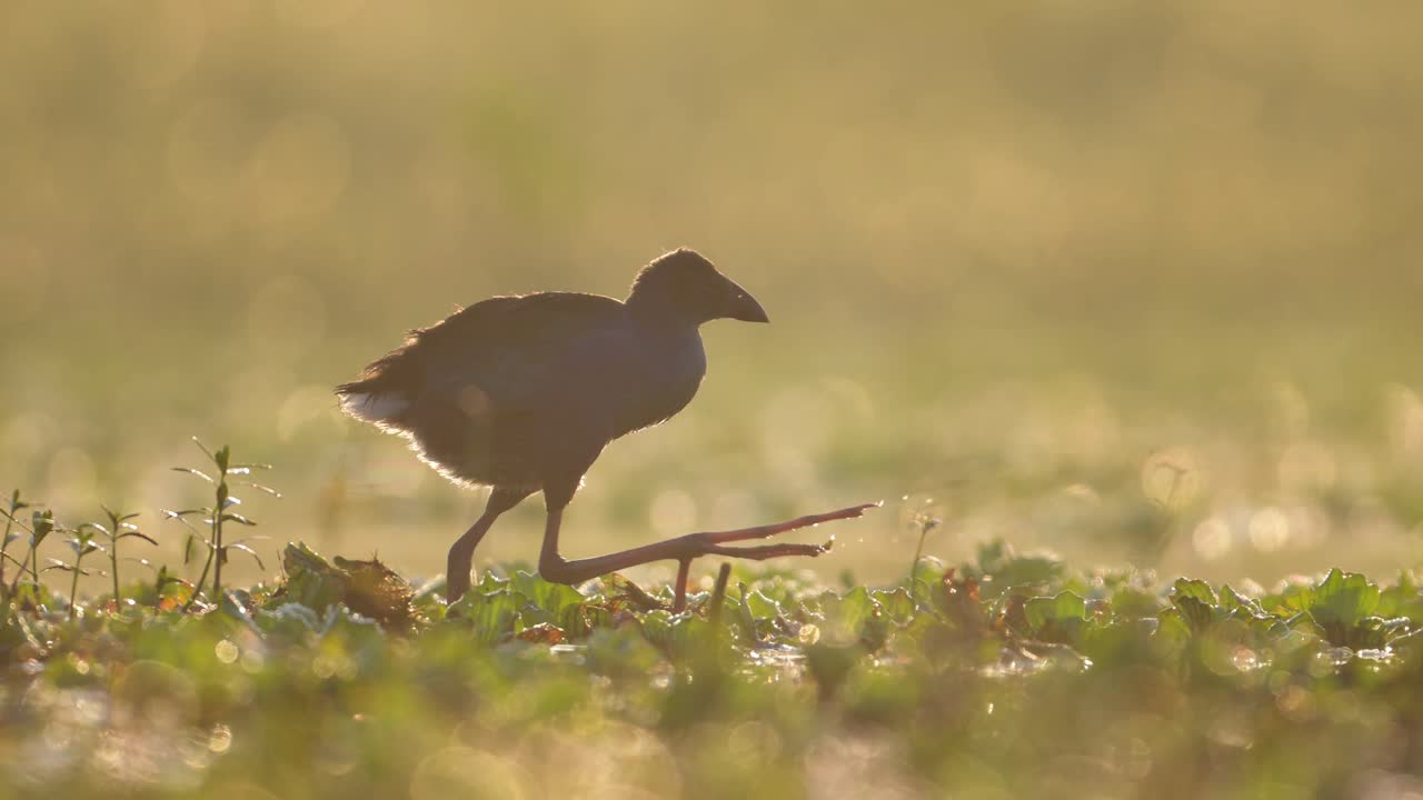 A Purple Swamphen (Porphyrio porphyrio) bird is gracefully wading through a shallow marsh at sunrise.