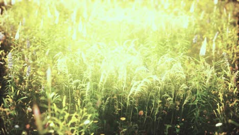 wild field flowers at summer sunset