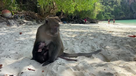 Macaque-nursing-her-baby-at-tropical-monkey-beach-of-Thailand