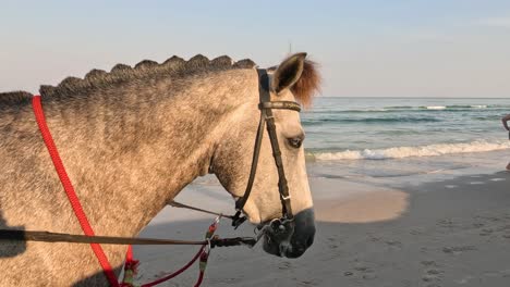 horse stands still as beachgoers walk by