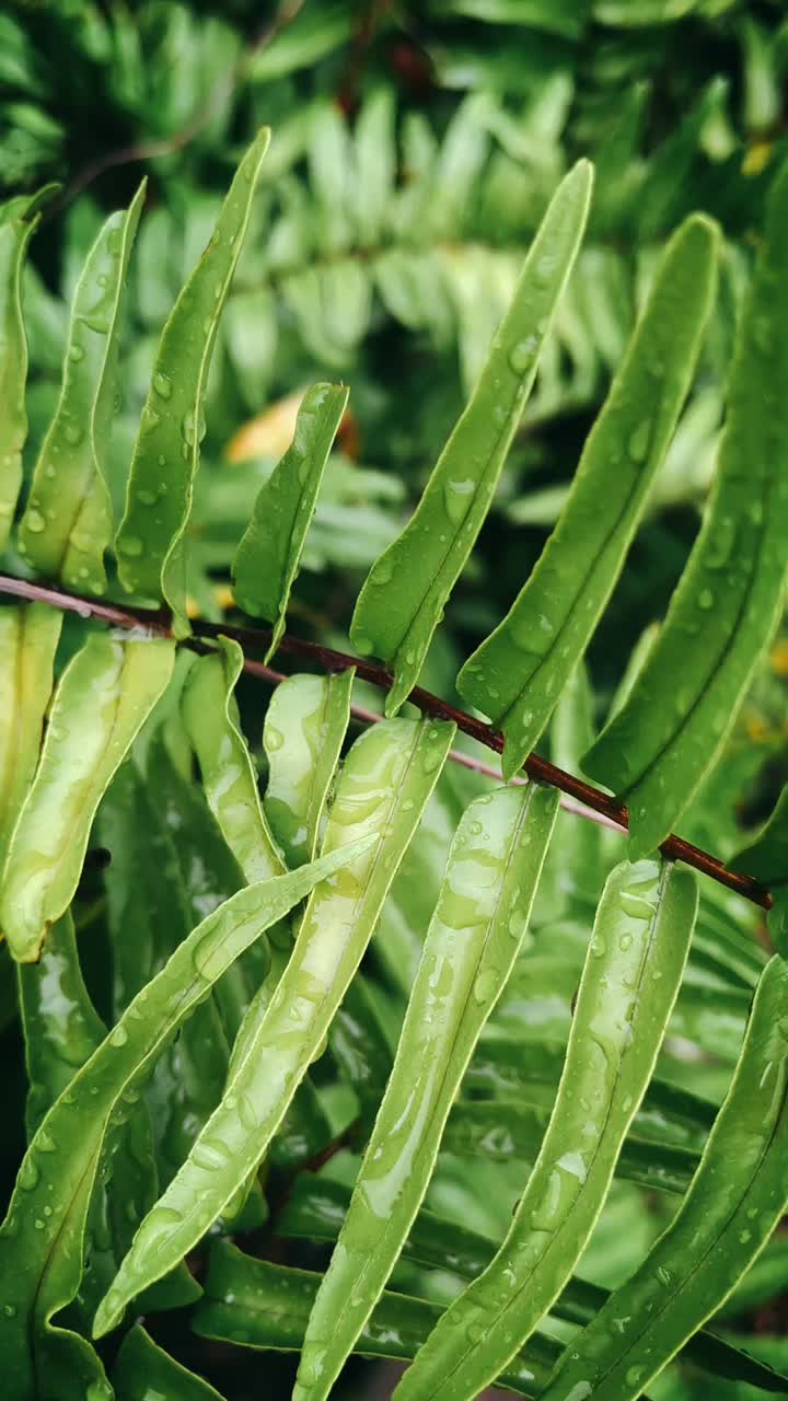 primer plano de un helecho húmedo