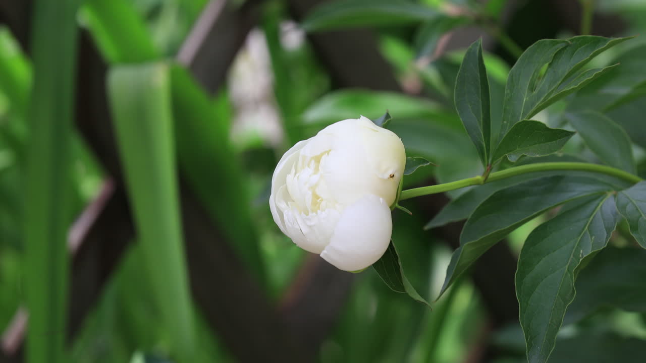 white closed  peony green garden