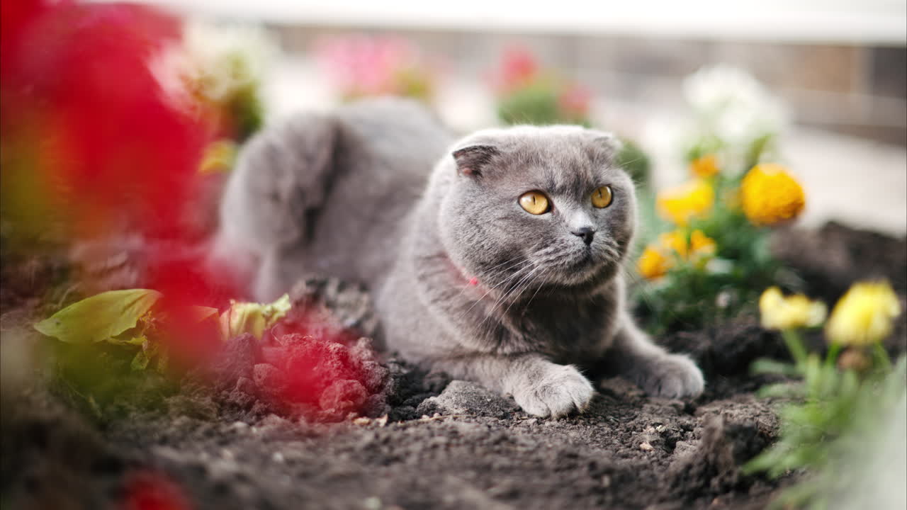 Scottish Fold cat with orange eyes and a red collar looking around near flowers, in a garden