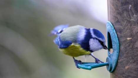 4k slow motion shot of birds landing on a bird feeder and eating seeds from up close